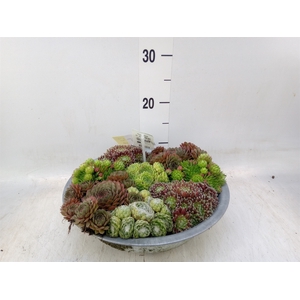 Sempervivum   ...