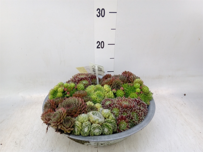 <h4>Sempervivum   ...</h4>