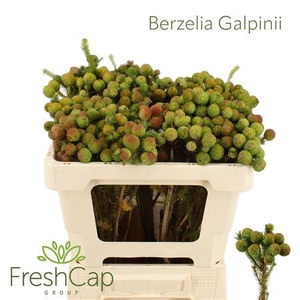 Berzelia Galpinii (baubles) Mature