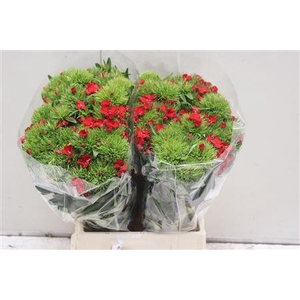 Di Barb K Aldo Red 45cm