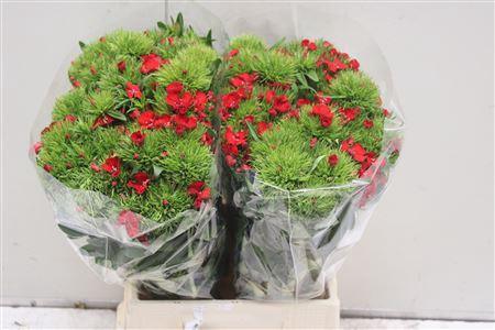 <h4>Di Barb K Aldo Red 45cm</h4>