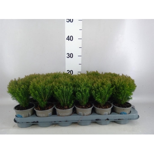 Thuja occid. 'Teddy'