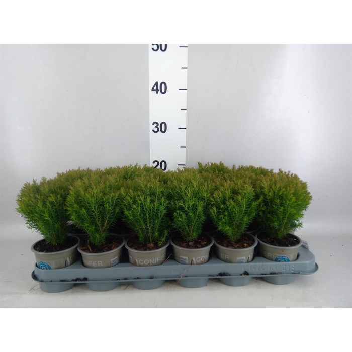 <h4>Thuja occid. 'Teddy'</h4>