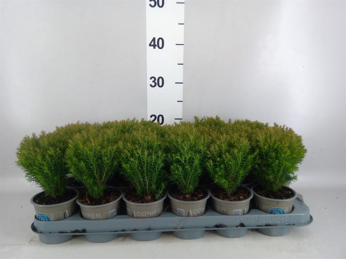<h4>Thuja occid. 'Teddy'</h4>
