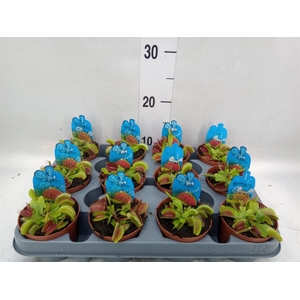 Dionaea muscipula