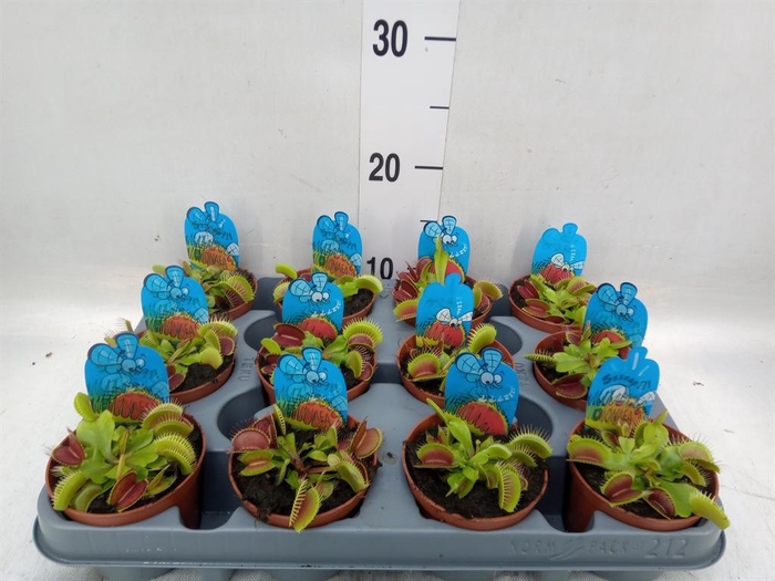 <h4>Dionaea muscipula</h4>