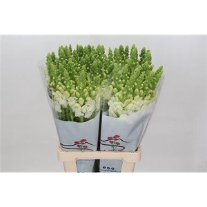 ANTIRRH POTOMAC WHITE