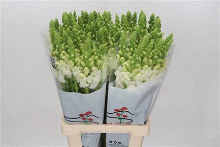 <h4>ANTIRRH POTOMAC WHITE</h4>