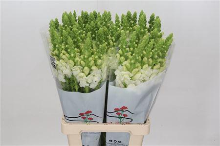 <h4>ANTIRRH POTOMAC WHITE</h4>