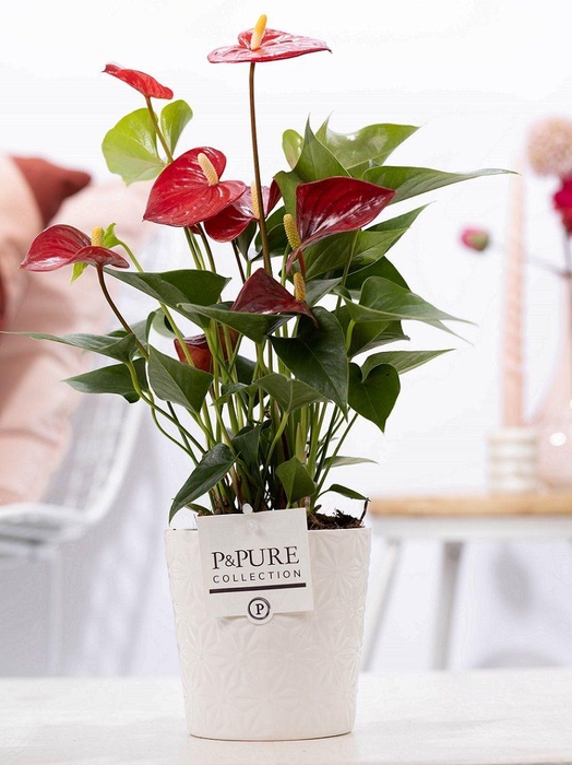 <h4>Anthurium red (Micra) in P&PURE Juliette cer. white</h4>