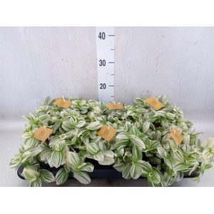 Tradescantia  'Brightness'