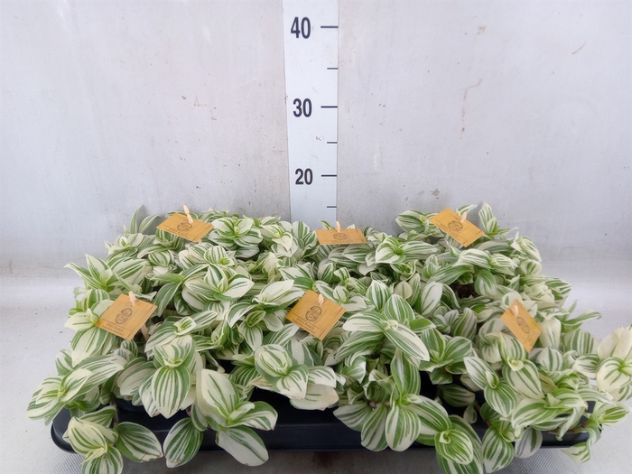 <h4>Tradescantia  'Brightness'</h4>