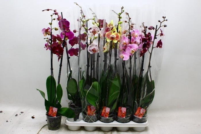 <h4>PHAL GEM 6 KL</h4>
