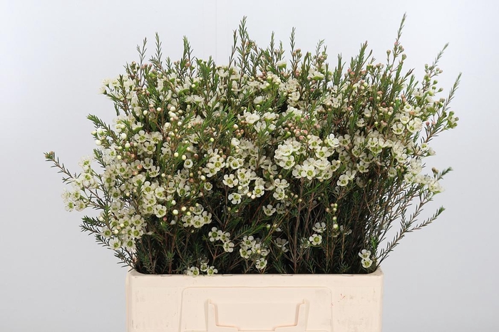 <h4>Chame Me Sirius</h4>