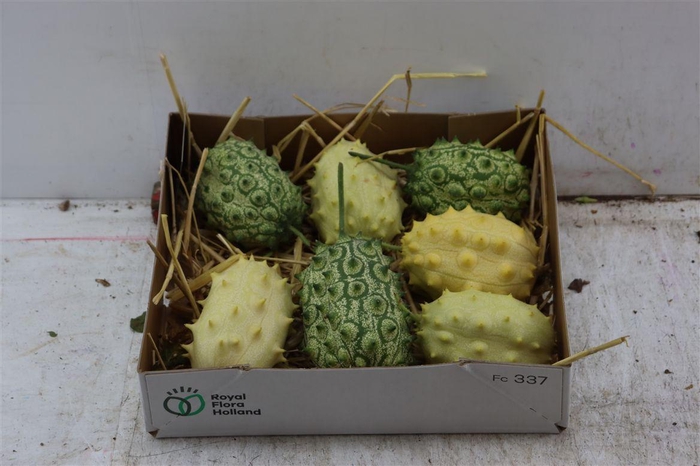 <h4>Sier Cucumis Kiwano Green P Box</h4>