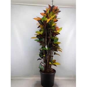 Codiaeum var. KL 'Mrs Iceton'