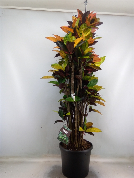 <h4>Codiaeum var. KL 'Mrs Iceton'</h4>