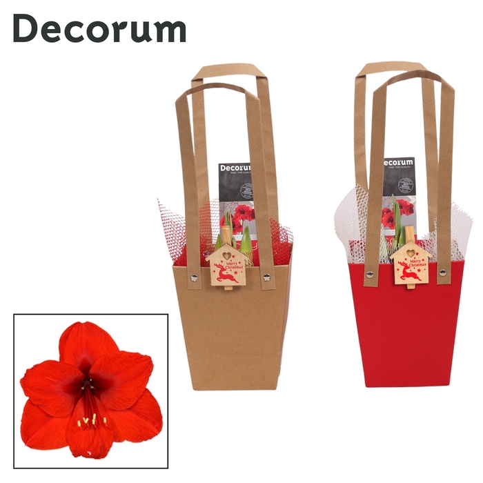 Amaryllis Rood 2 Knop in Giftbag KERST (Decorum)