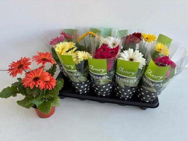 <h4>GER IVORY GEMENGD</h4>