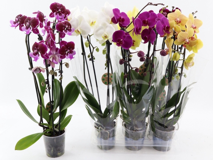 <h4>PHAL EL CASCADE</h4>