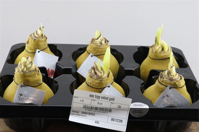 <h4>Wax Hipp Velvet Gold</h4>