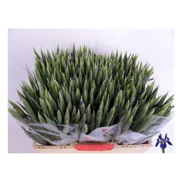 <h4>IRIS BLUE MAGIC</h4>