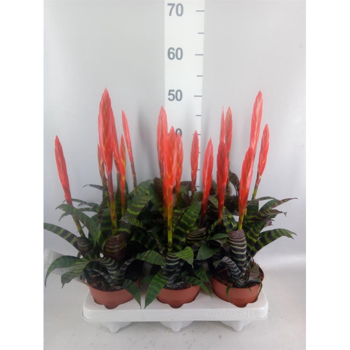 <h4>Vriesea 'Era'</h4>