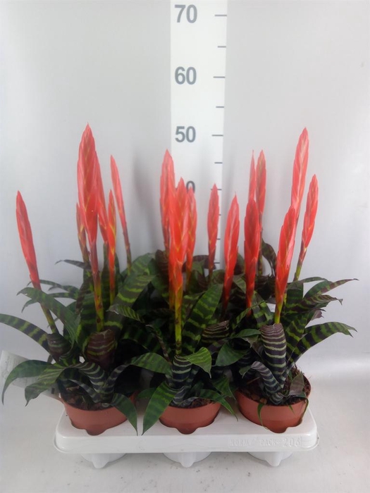 Vriesea  'Era'