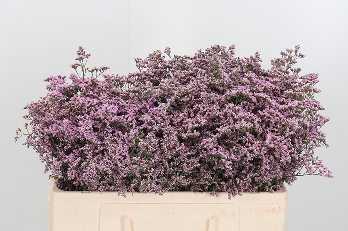 <h4>Lim Saf Oshi Pink</h4>