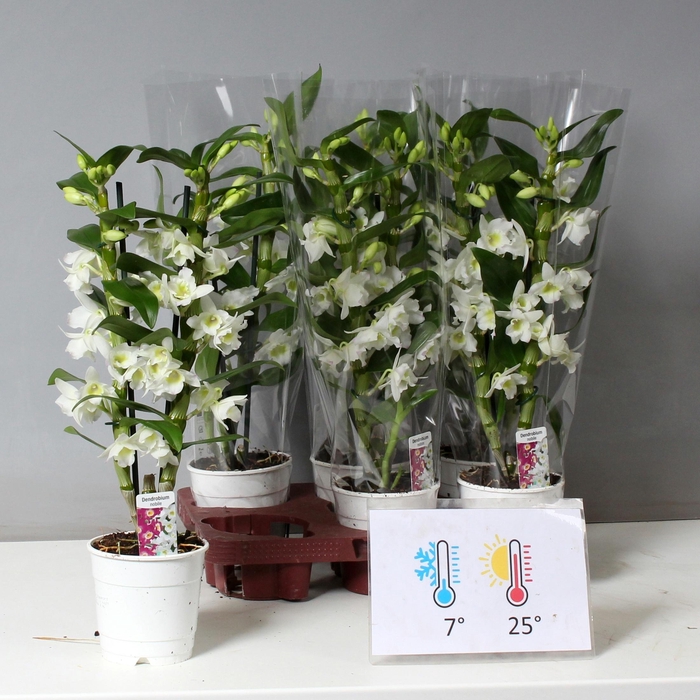 <h4>DENDR N SC APOLLON</h4>