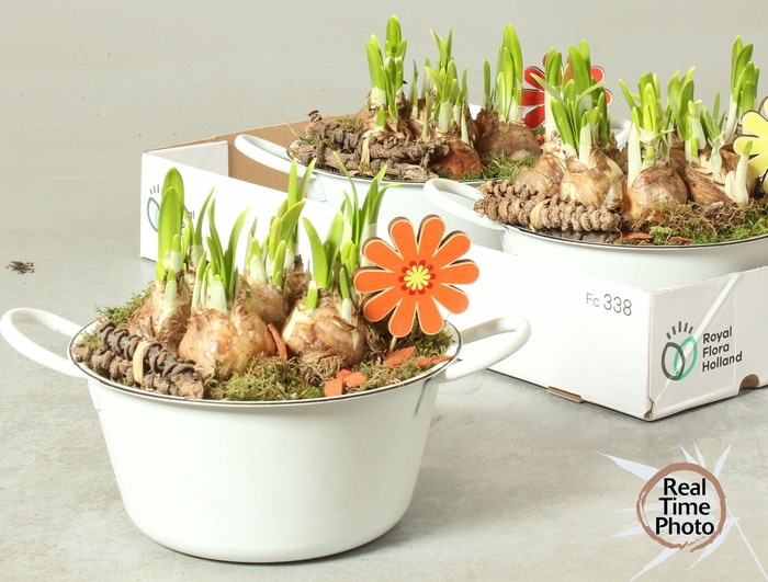 <h4>ARR NARCISSUS</h4>