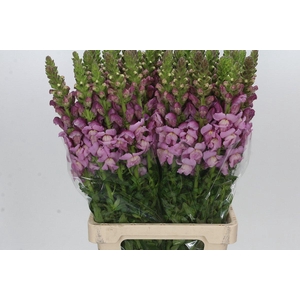Antirrhinum Potomac Lavender
