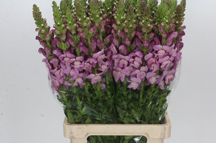 <h4>Antirrhinum Potomac Lavender</h4>