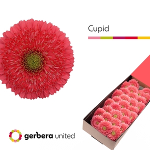 Germini Pomponi Terra Cupid Doos