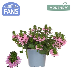Scaevola pink