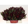 Leucadendron Saf Sunset Dark R.