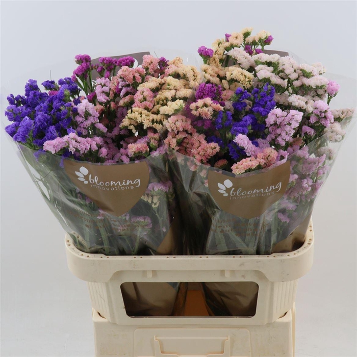 <h4>Statice Rainbow | Heavy Quality</h4>