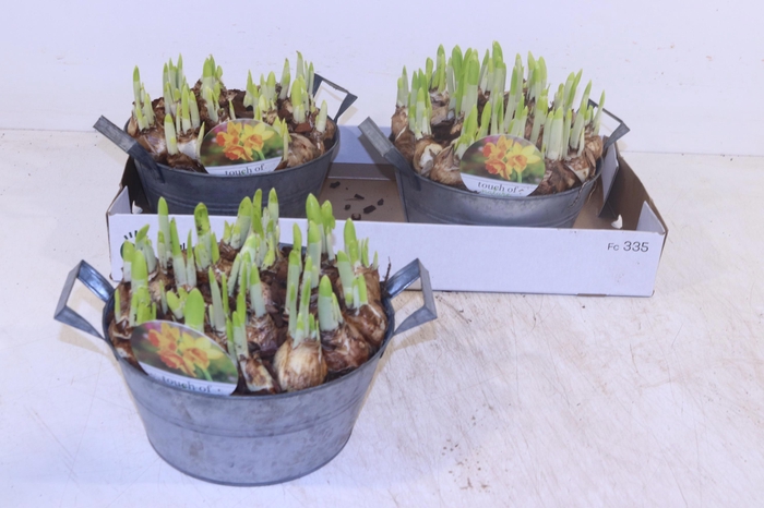 <h4>Arr N Tete A Tete</h4>