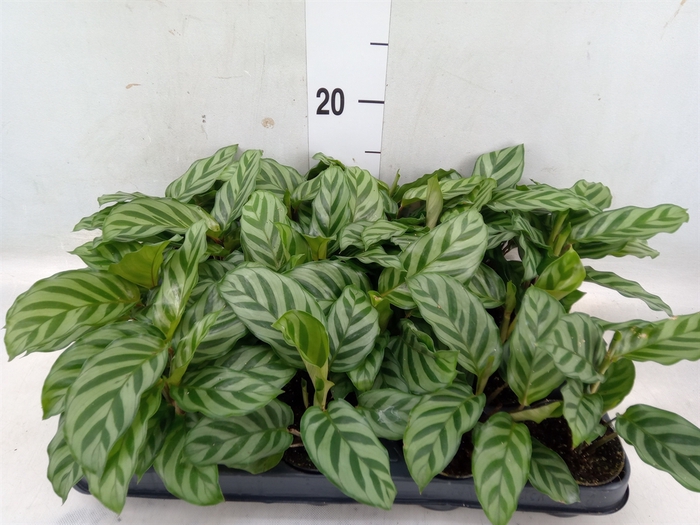 <h4>Calathea  'Freddie'</h4>