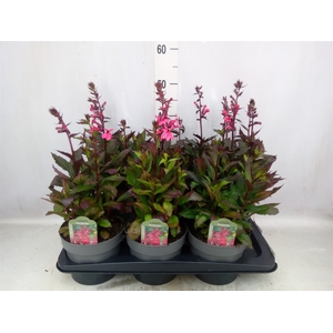 Lobelia speciosa 'Fan Burgundy'