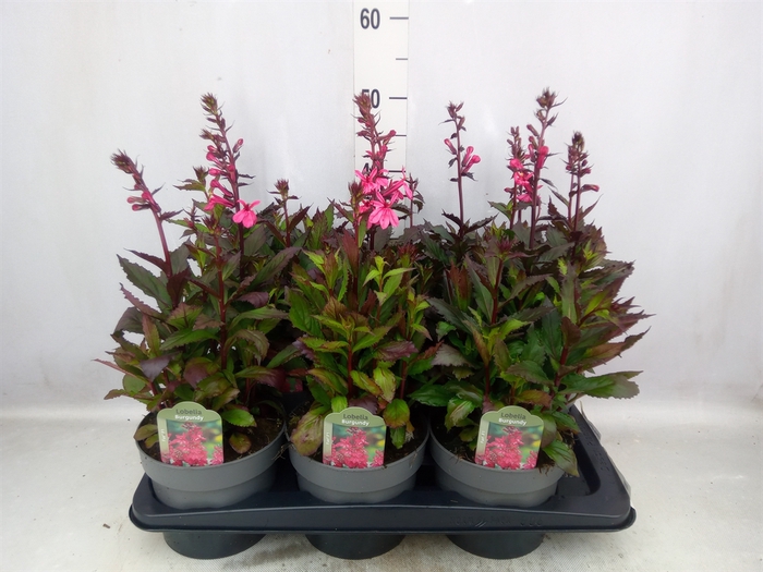 <h4>Lobelia speciosa 'Fan Burgundy'</h4>