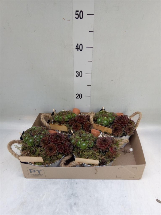 <h4>Arr.  Sempervivum L%</h4>