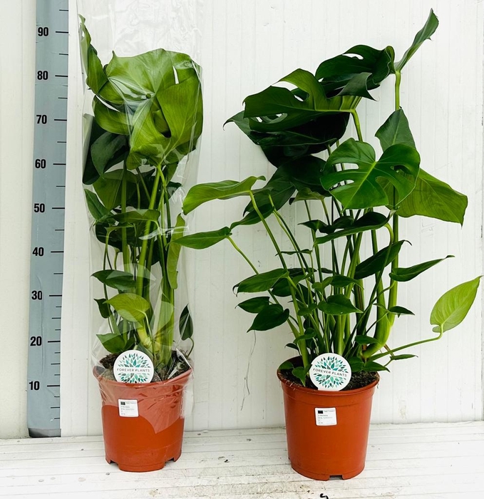 <h4>MONSTERA DELICIOSA</h4>