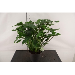 Philodendron 21 Cm. P. Xanadu 65 Cm. Hoog