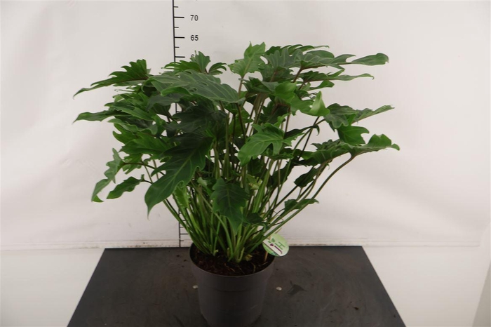 <h4>Philodendron 21 Cm. P. Xanadu 65 Cm. Hoog</h4>