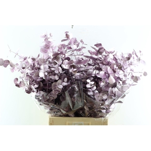Euca Cinerea Metal Purple P Bunch