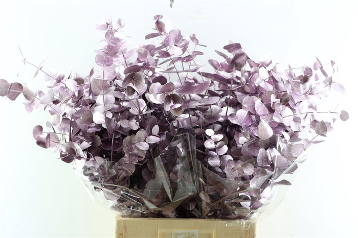 <h4>Euca Cinerea Metal Purple P Bunch</h4>
