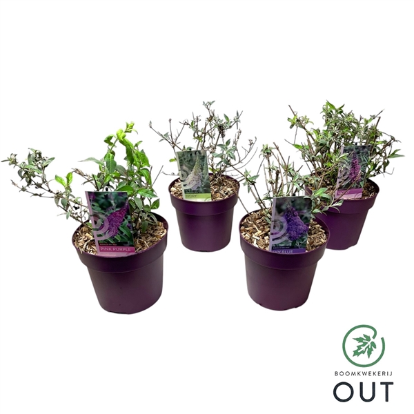 <h4>Buddleja Buzz mix P19</h4>