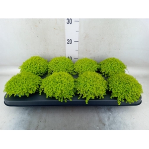 Soleirolia soleirolii 'Aurea'