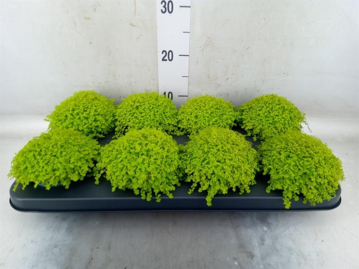 <h4>Soleirolia soleirolii 'Aurea'</h4>